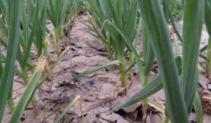 常吃大蒜的好处和坏处