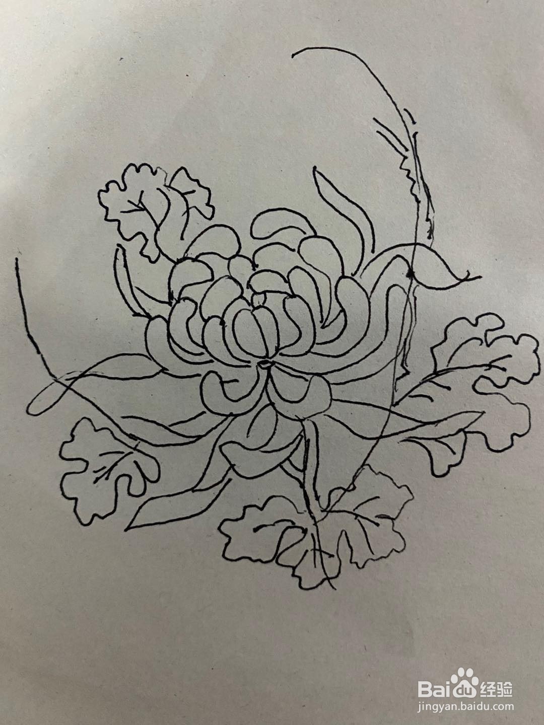 秋天的花简笔画