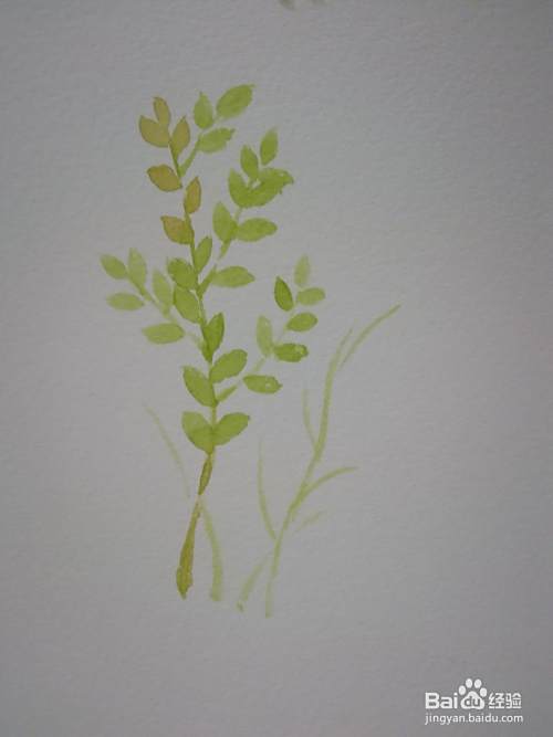 简单小植物水彩画法 百度经验 简单小植物水彩画法 百度经验
