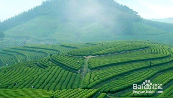 铁观音茶叶有什么功效