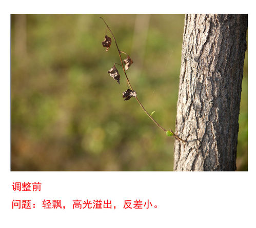简单直观raw格式图片调整