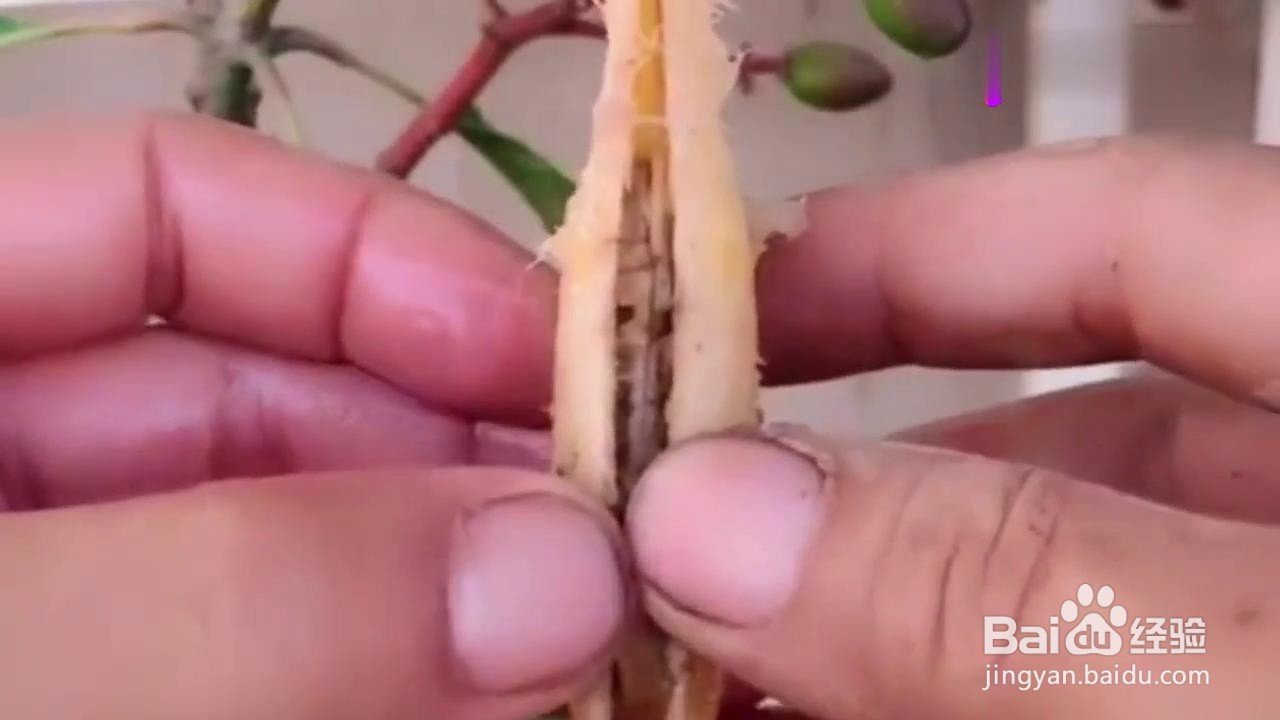 如何用芒果核种出盆栽？