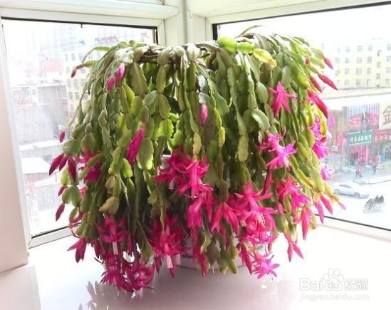 蟹爪兰夏天怎么养才开花