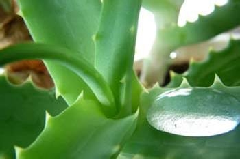 芦荟可以治疗皮肤问题吗