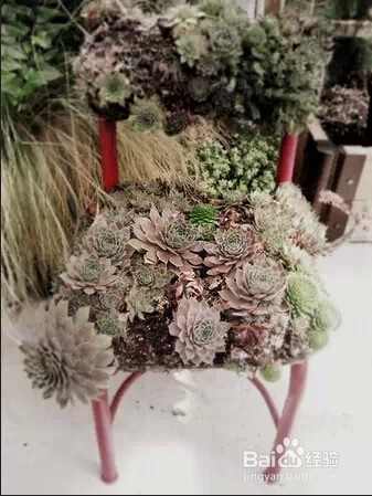 家里没地方种花的，赶紧来看看