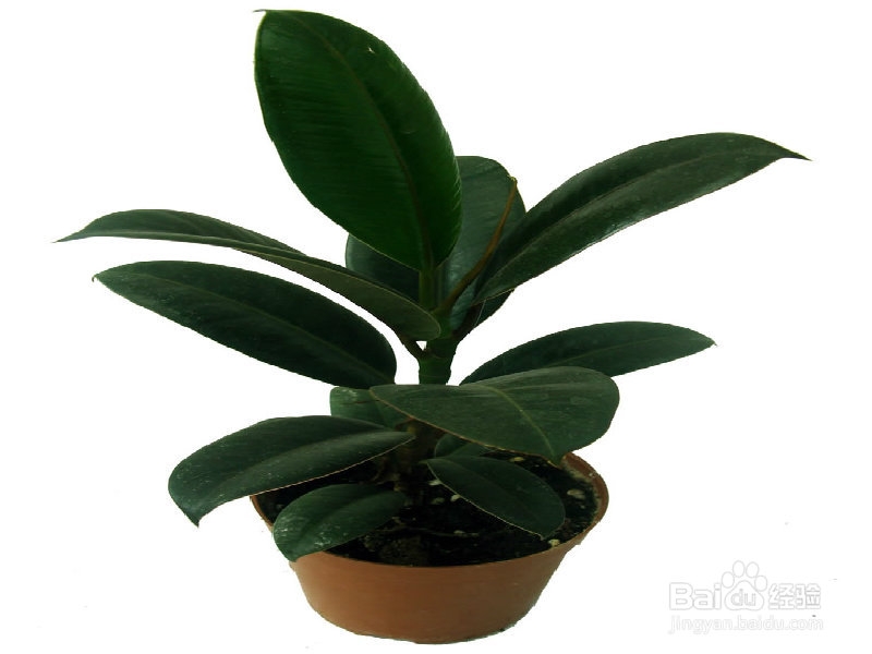 办公场所推荐植物之赏叶植物