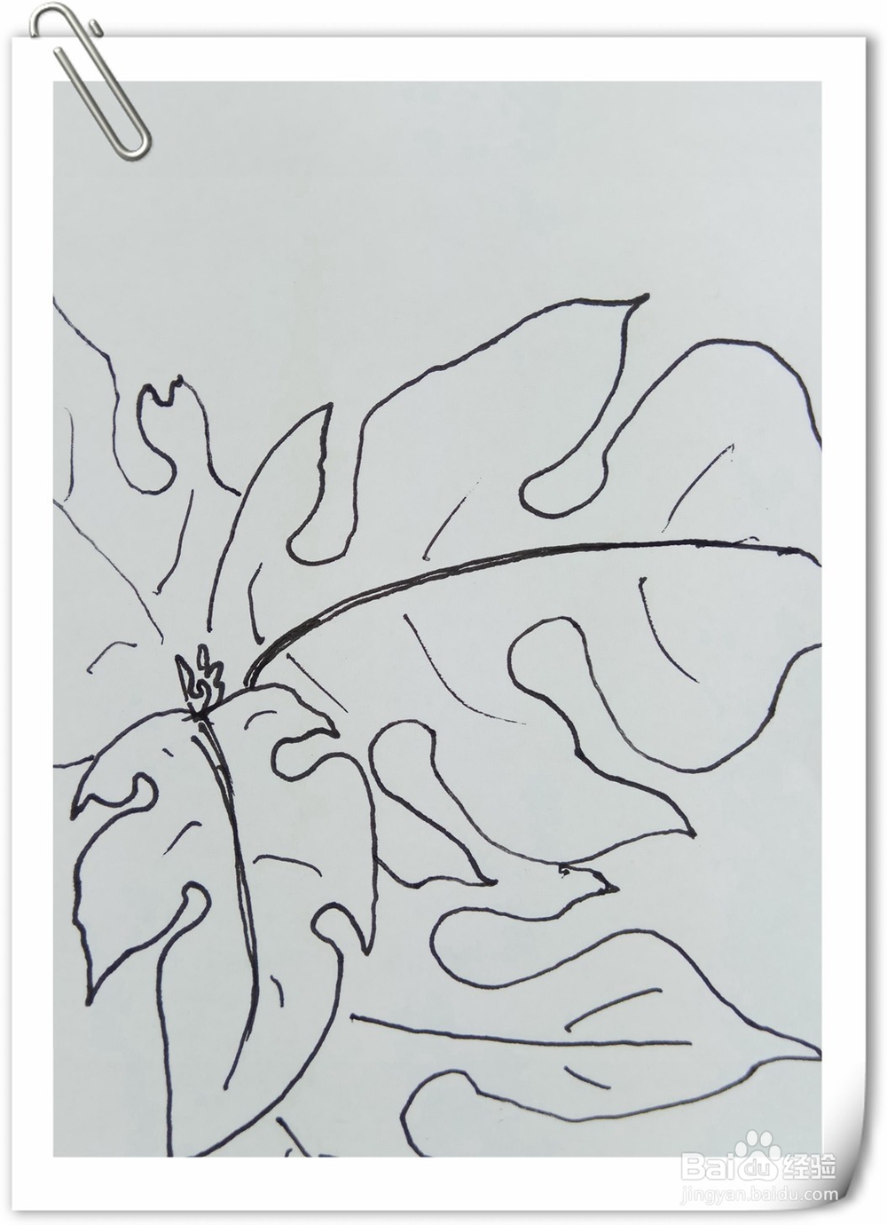 怎样画钢笔画构树叶子？