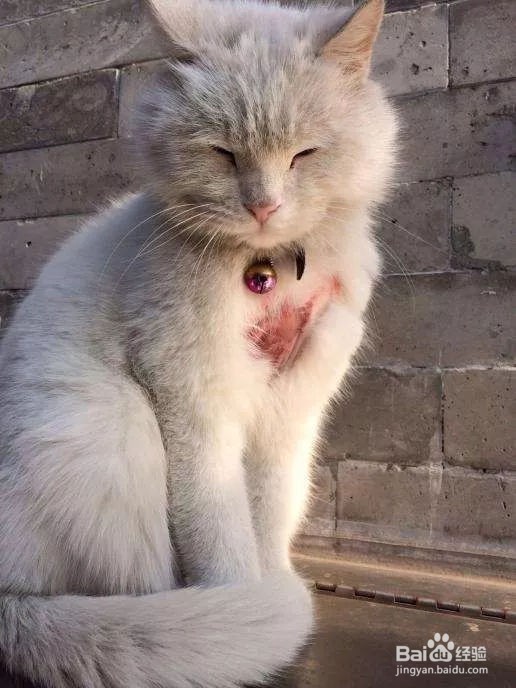 猫长猫藓怎么办