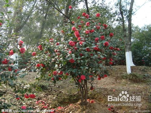 茶花施肥应注意的哪些问题