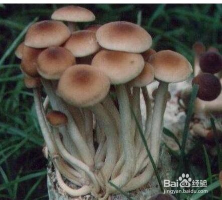 茶树菇怎么培育和管理