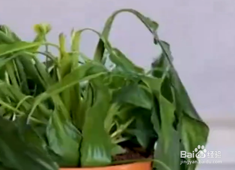 如何学会神奇的盆栽种植术