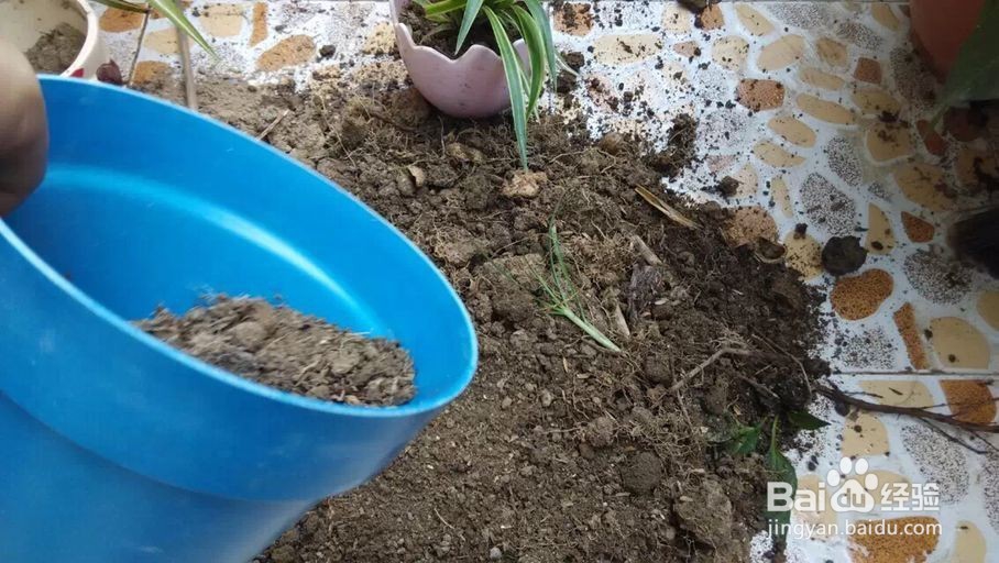 月季花怎么养才能开花更多花期更长?