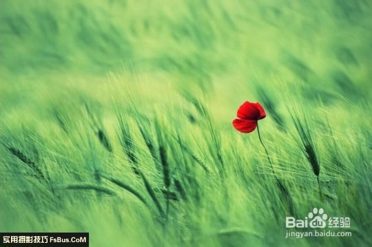 数码相机—花卉拍摄技巧