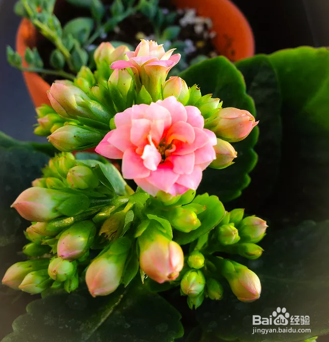 如何养出漂亮的长寿花