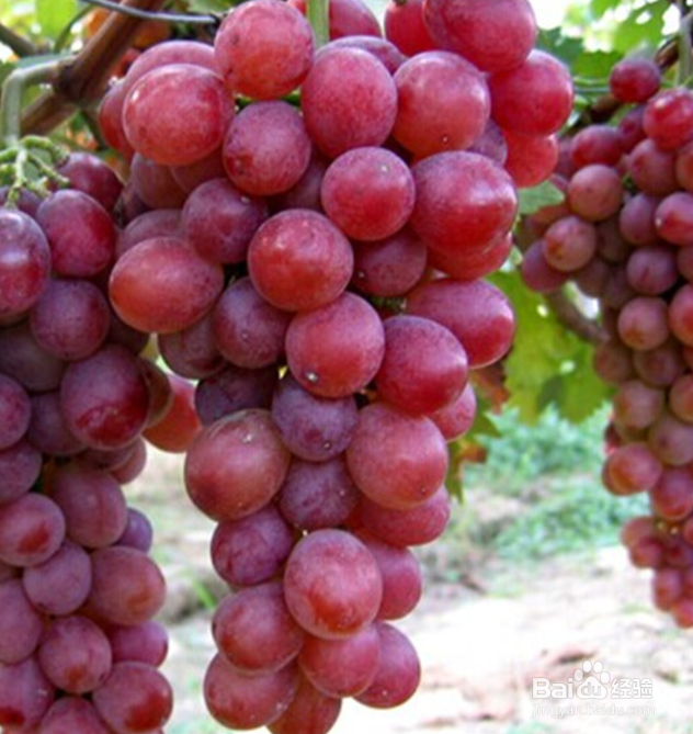 如何种出精品葡萄