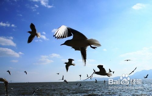 高原明珠滇池之旅