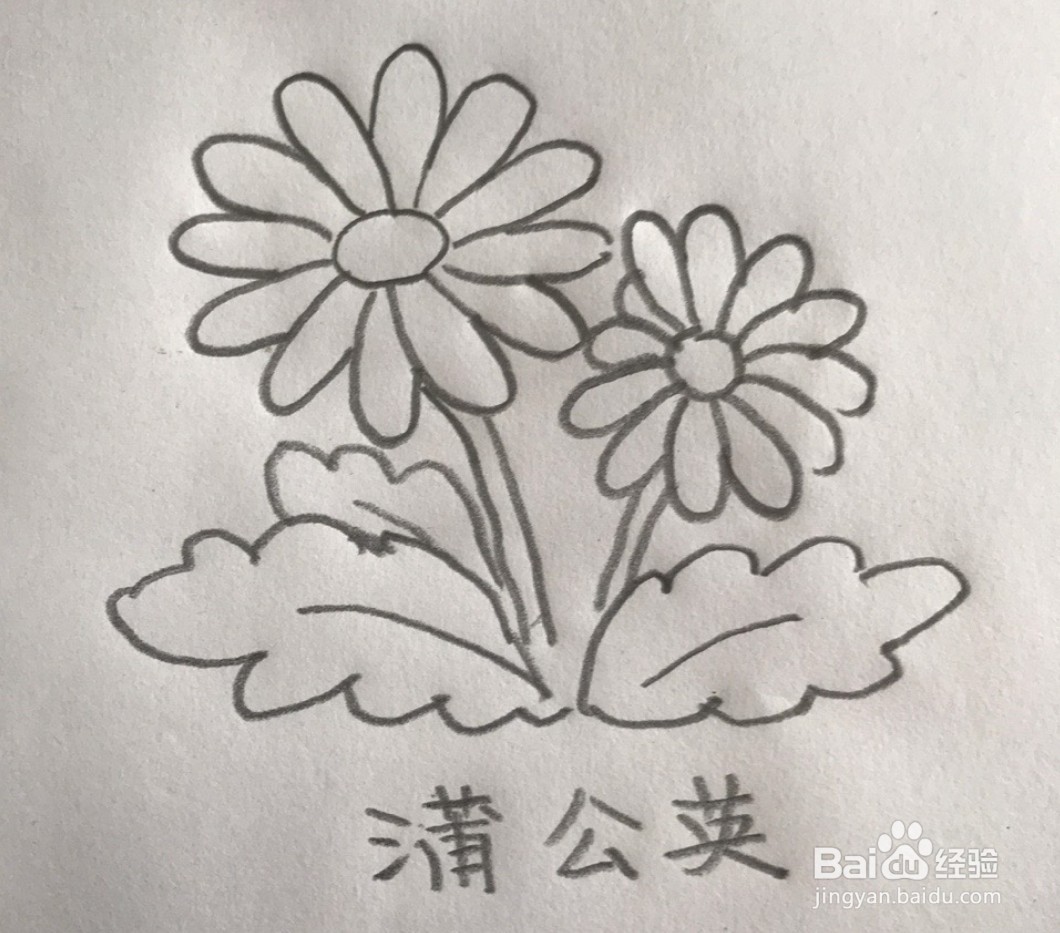 【简笔画】蒲公英的分步画法