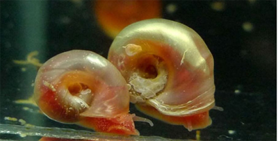 水族缸里面的鱼卵怎么弄出来