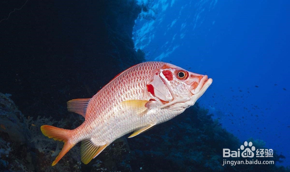 缺少优质活饵,鱼长不好怎么办