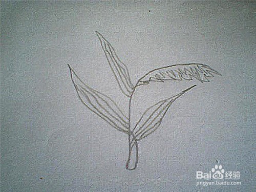 简笔画芦苇的画法