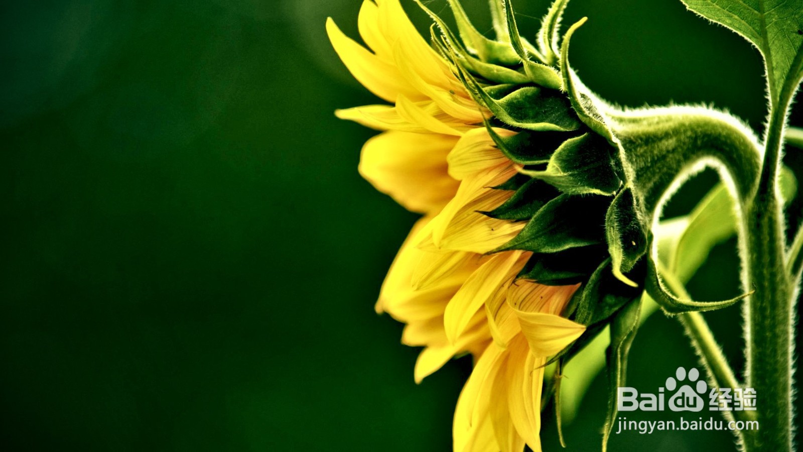 国际商务的发展过程