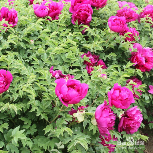 紫斑牡丹的养殖方法