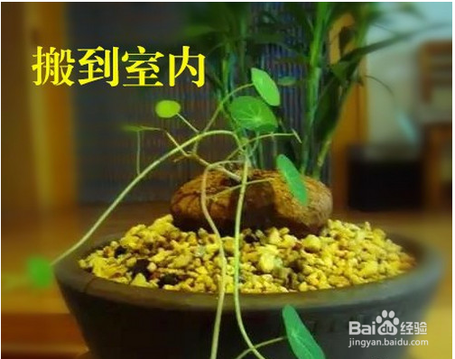 山乌龟冬季怎么处理