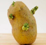 大蒜、洋葱、生姜、土豆发了芽还能吃吗？