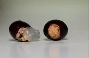 怎么做龙眼盆栽