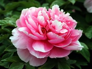 如何使地栽牡丹花大色艳?