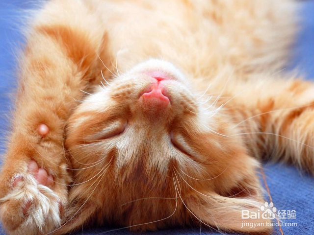 猫咪不吃猫粮是什么原因