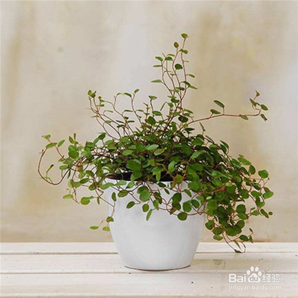 千叶吊兰怎么繁殖