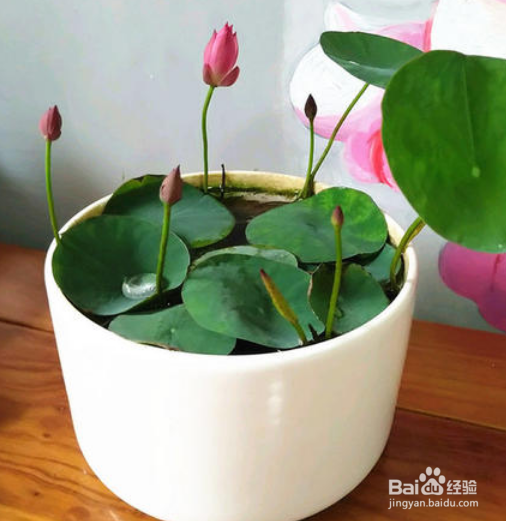 无土水培碗莲发芽后怎么养