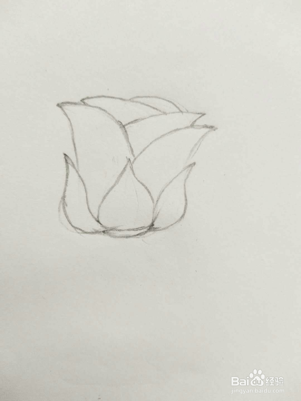 简笔画玫瑰花怎么画呢