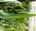 100%无毒或低毒的除虫办法