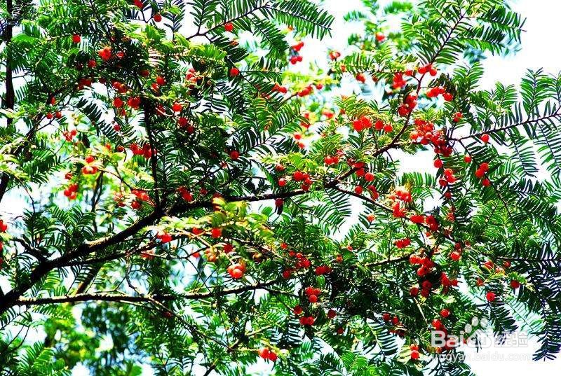 初中生物:常见的裸子植物