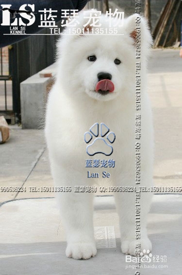 训练狗狗上厕所