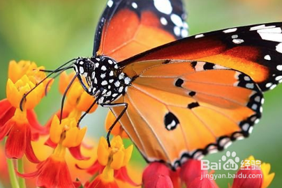 蝴蝶在花朵上怎么写呢补充完整