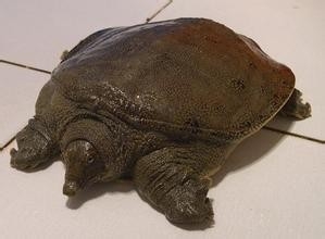 哪些食物一定不能共食（那些你不知道的秘密八）