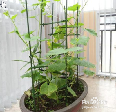 黄瓜只开花不结果怎么办