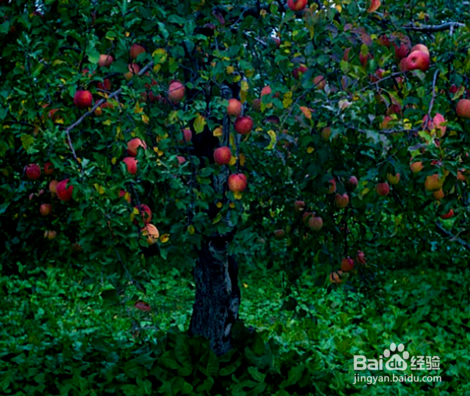 苹果树怎么种植