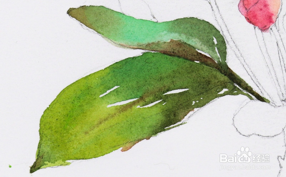 水彩花卉教程 | 跟又画一起画一幅海棠花吧