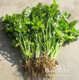 家庭阳台种植蔬菜的方法-香菜篇