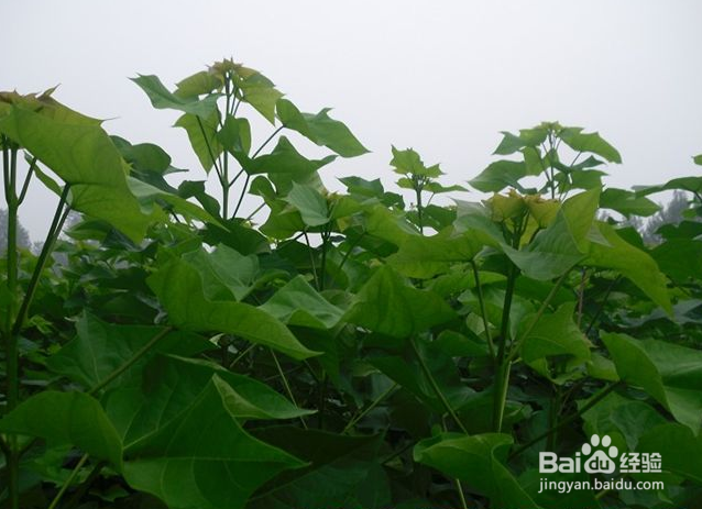 楸树籽怎么育苗