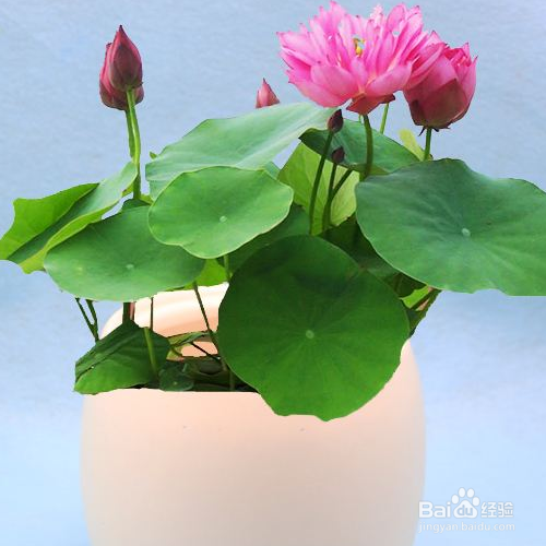 家养的碗莲不开花怎么办?