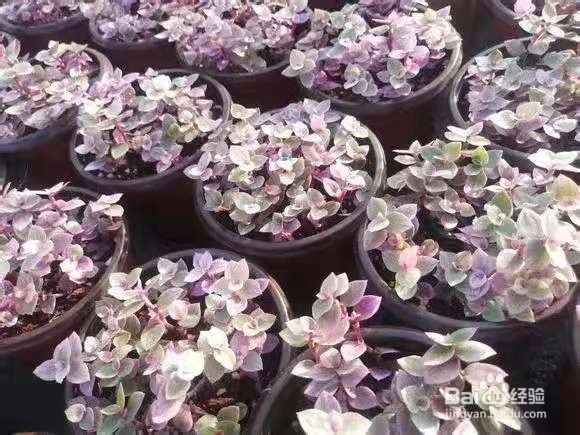 4个养花“妙用”，让家里变成花园、菜园