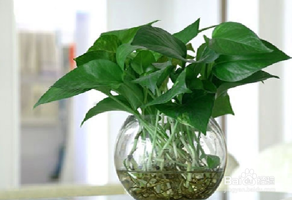 容易存活的水培植物有哪些