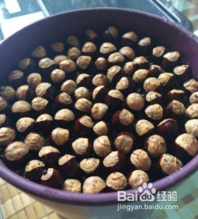 龙眼籽怎样发芽