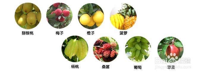 什么是酵素 酵素制作技巧 酵素的效果
