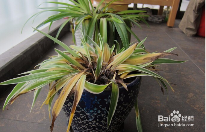 家有吊篮怎么养的好，吊兰的养殖技巧。